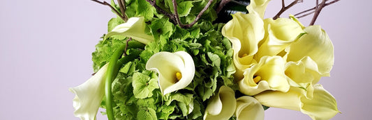 Classic Beauty: The Calla Lily