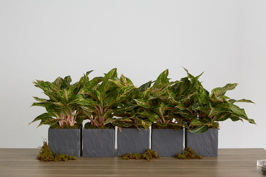 The World's Most Kissable Plant