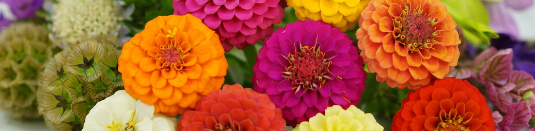 Arrangement of the Week