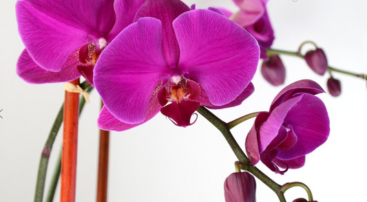 Where To Find The Best Orchids in NYC