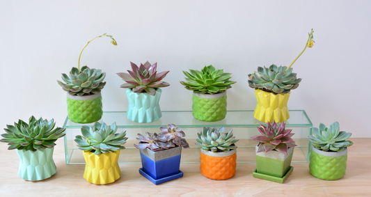 NYC Succulents & Their Rise in Popularity