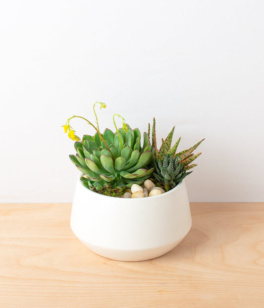 How to Choose the Right Flowers for a New Apartment in NYC