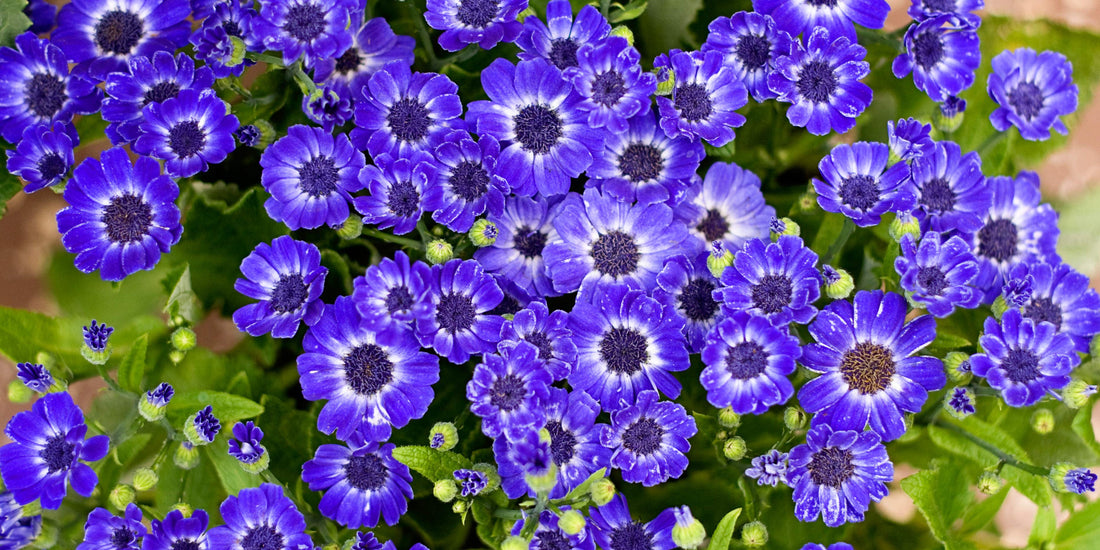 Flower Fact Friday