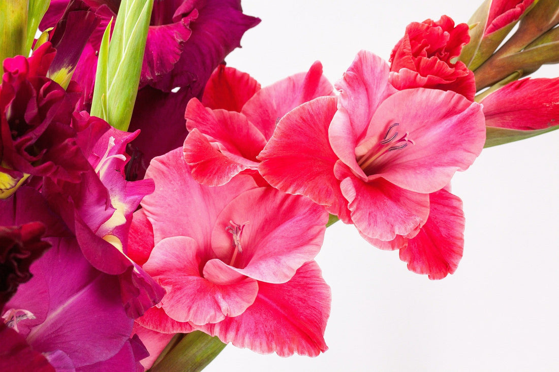 August Birth Flower: Gladiolus