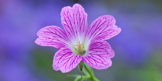 Flower Care Tips