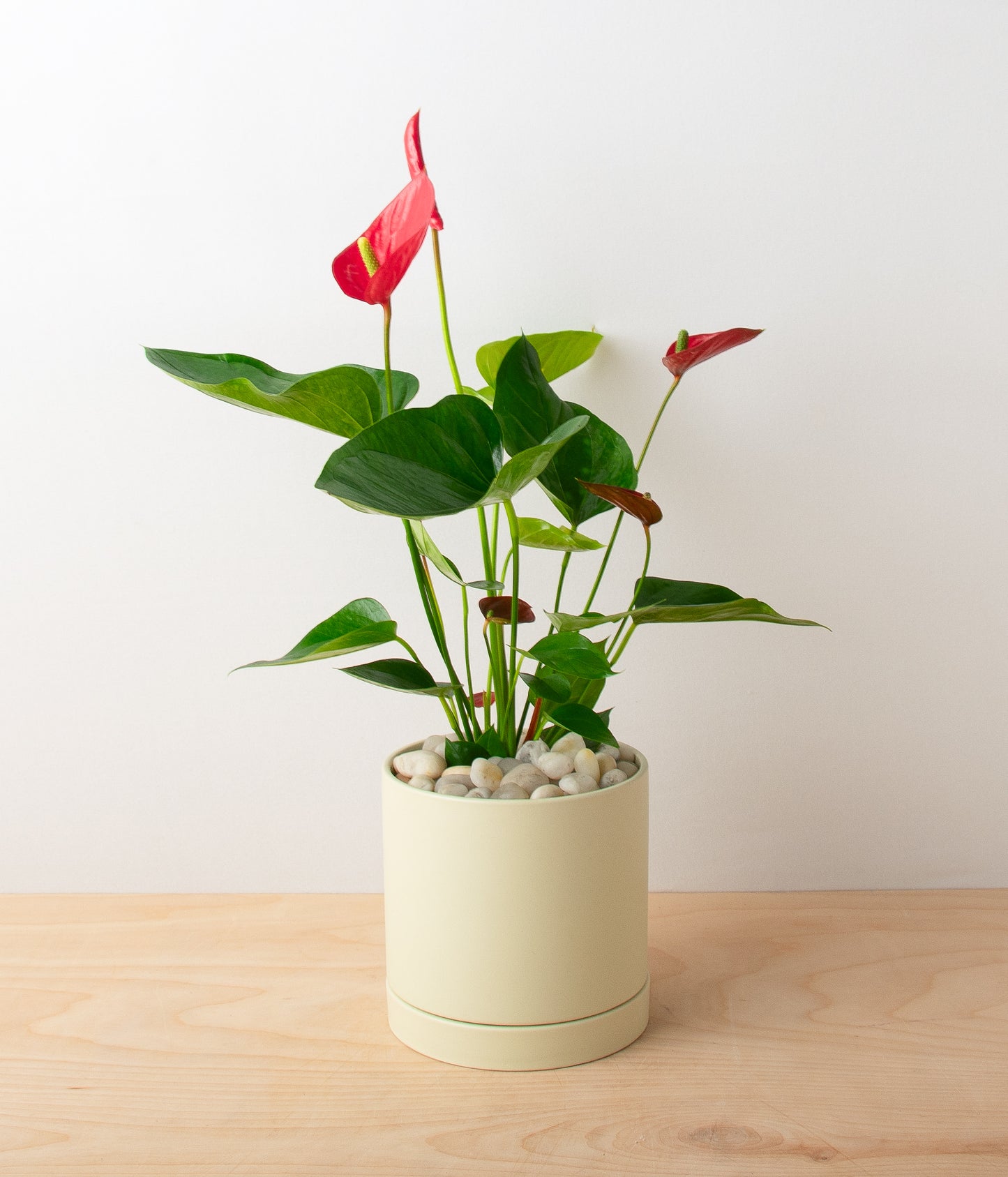 Anthurium - Red
