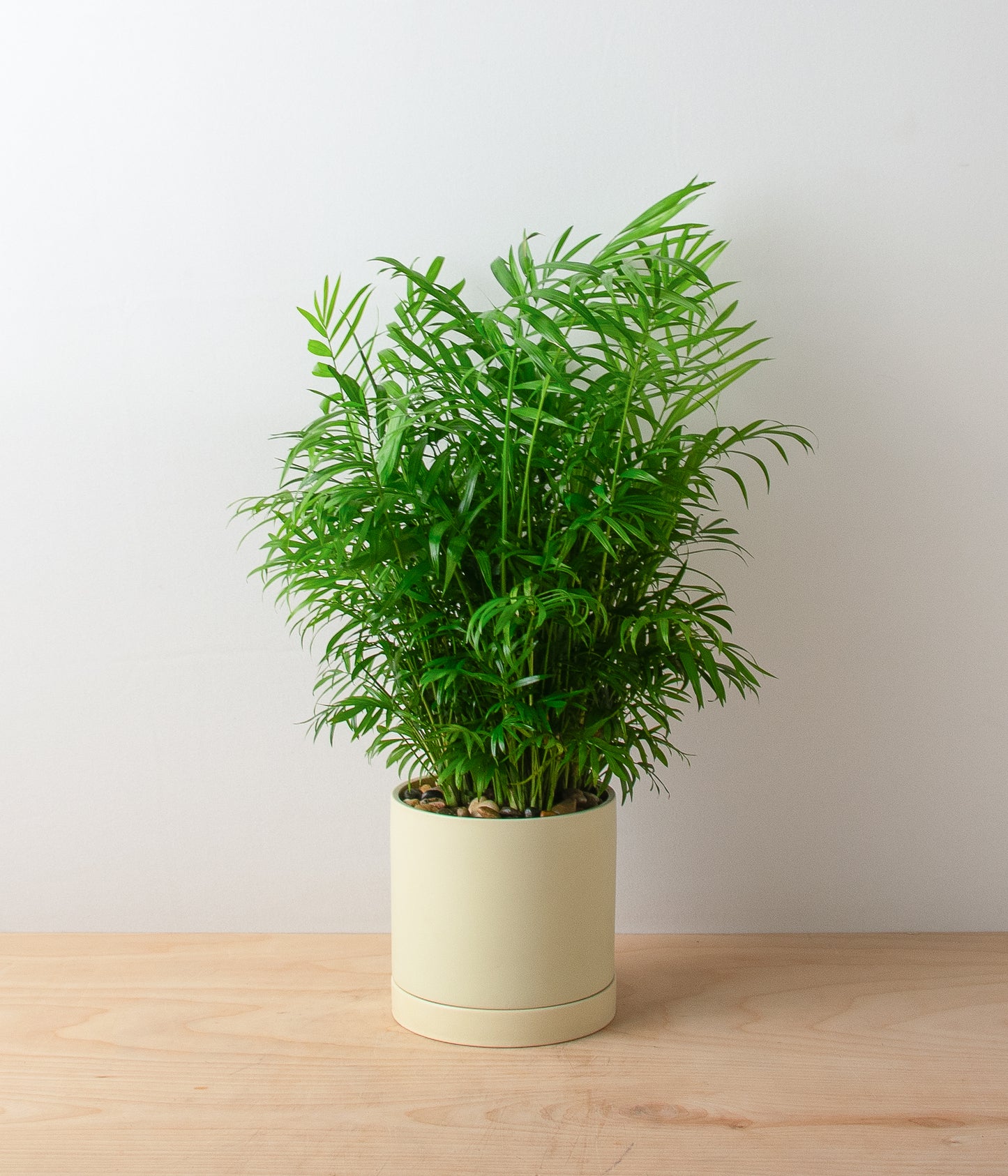 Bella Palm