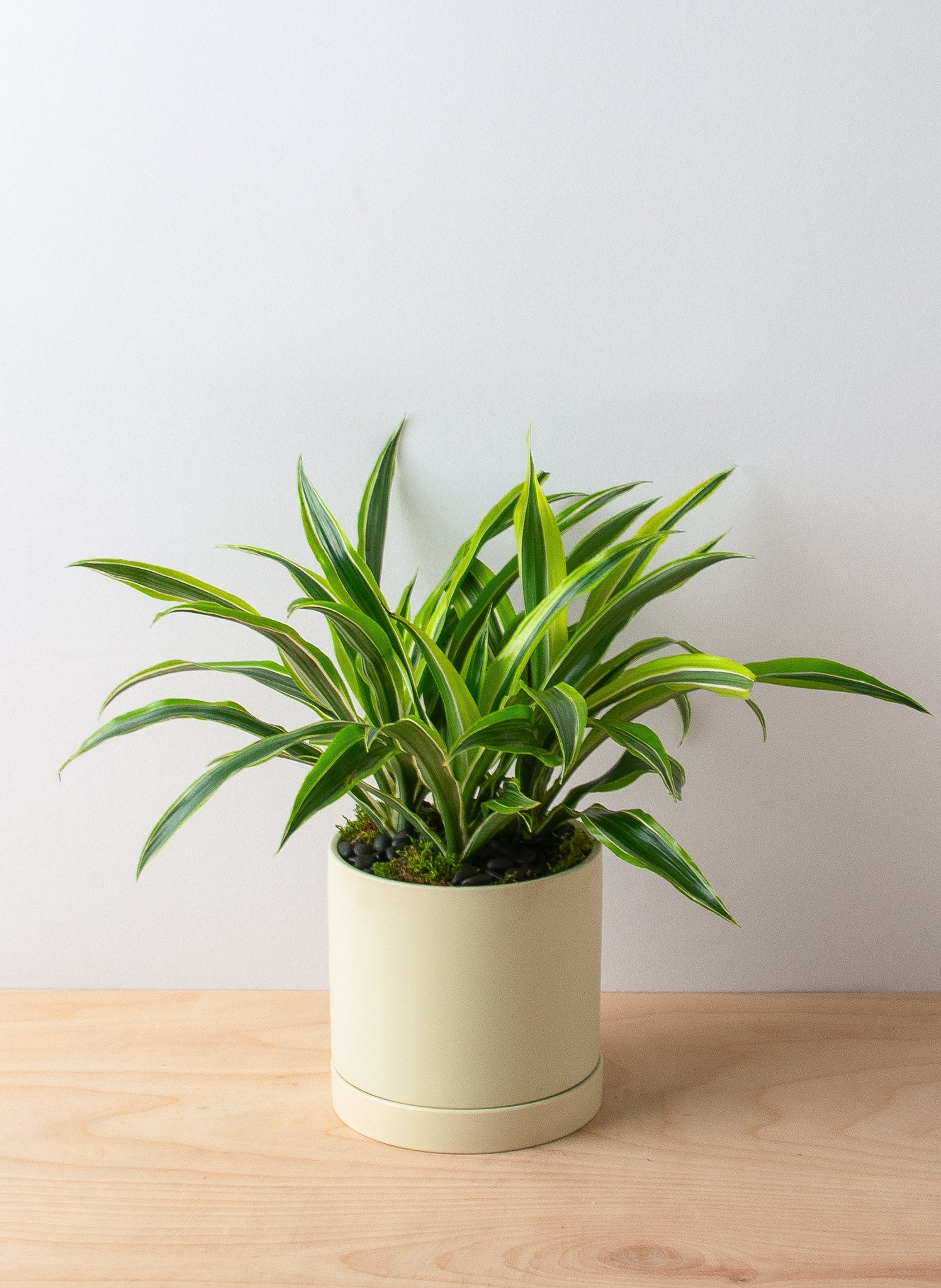 dracaena lime Dracaena Lemon Lime Plant