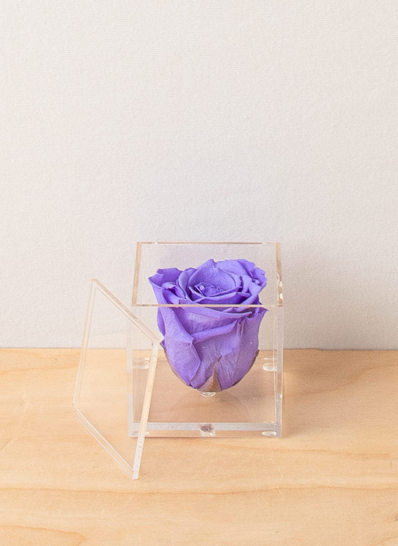 Everlasting Rose - Lavender