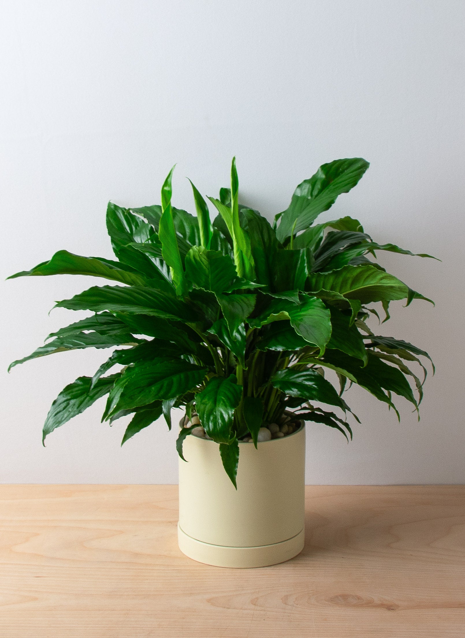 where to buy a peace lily near me Peace Lily