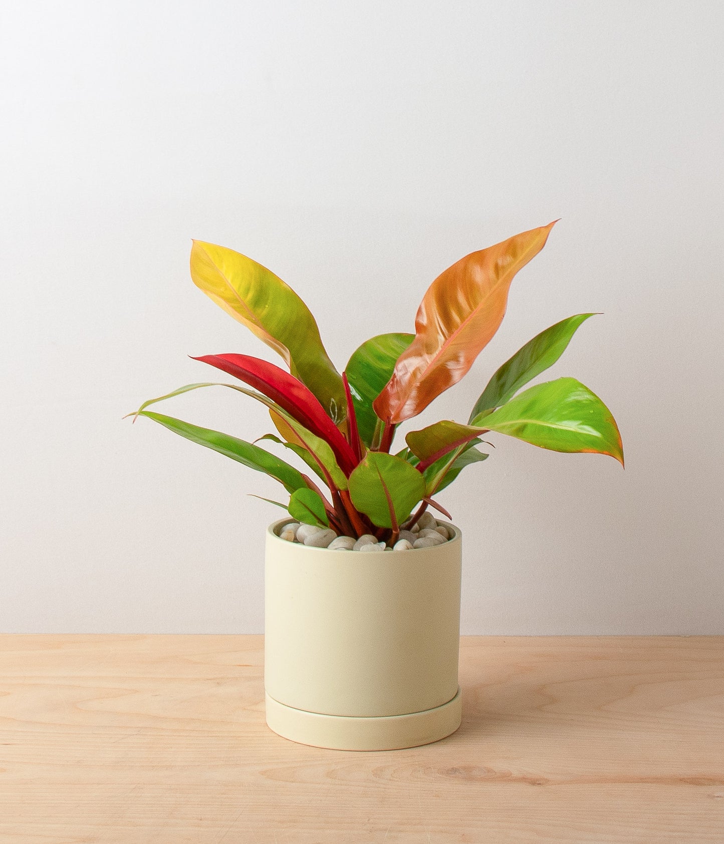 Philodendron Prince of Orange