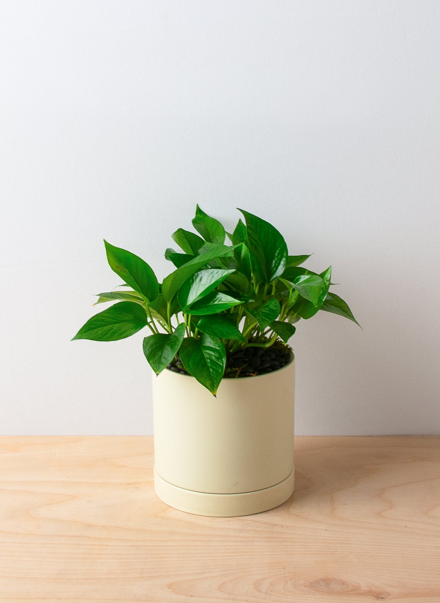 the sill pothos Pothos