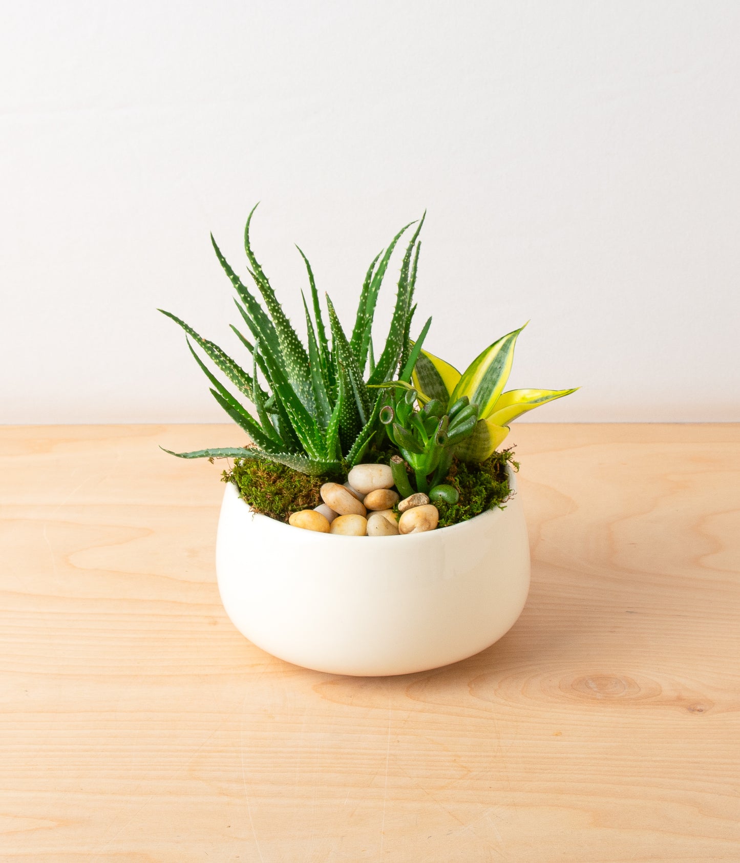 Succulent Centerpiece