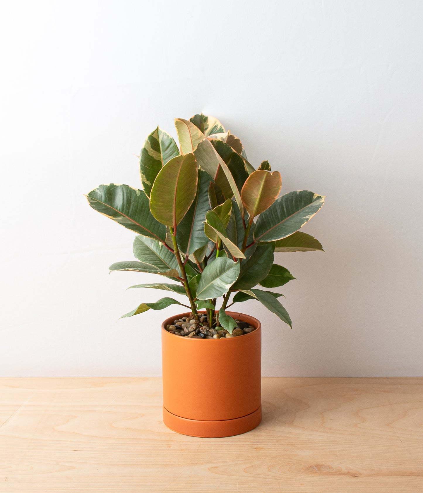 Variegated Rubber Leaf Ficus