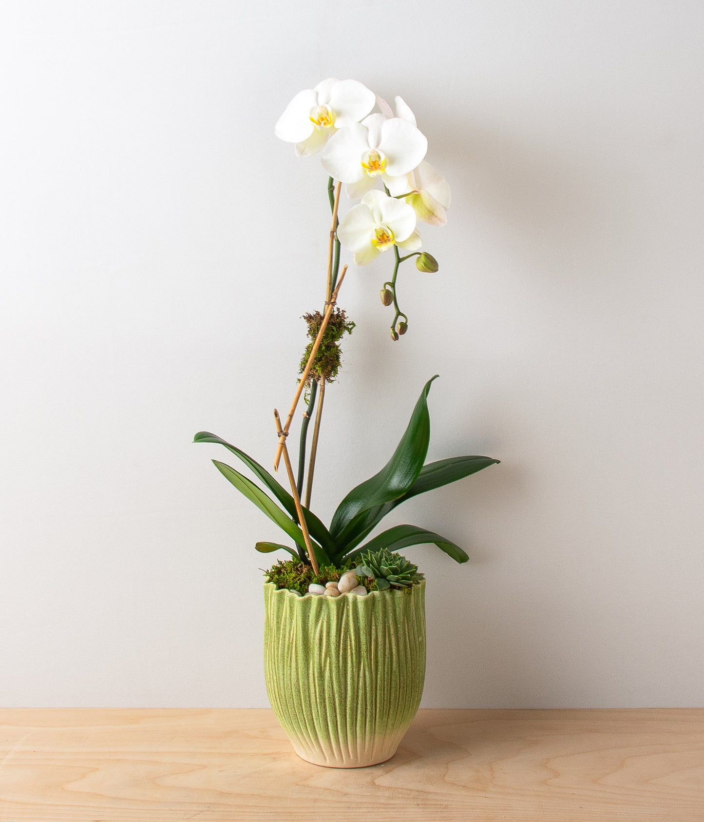 White Orchid Sage - Single