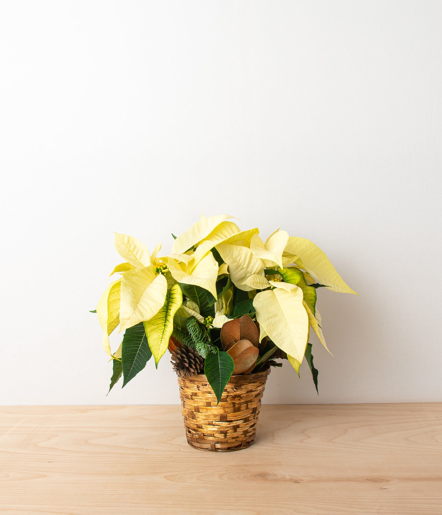 Poinsettia Plant - White