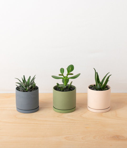 Assorted Mini Succulents - Set of 3