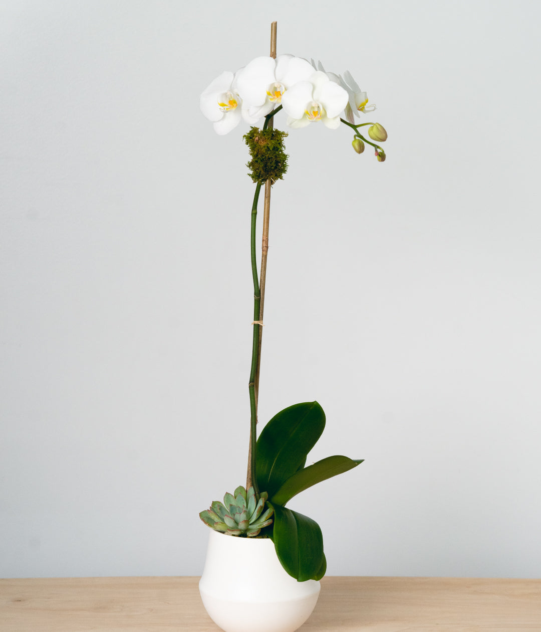 white orchid lily White Orchid Plant - Single - Orchids