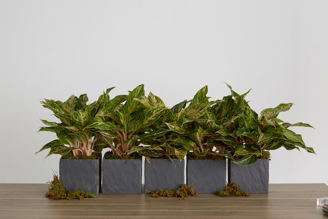 The World's Most Kissable Plant