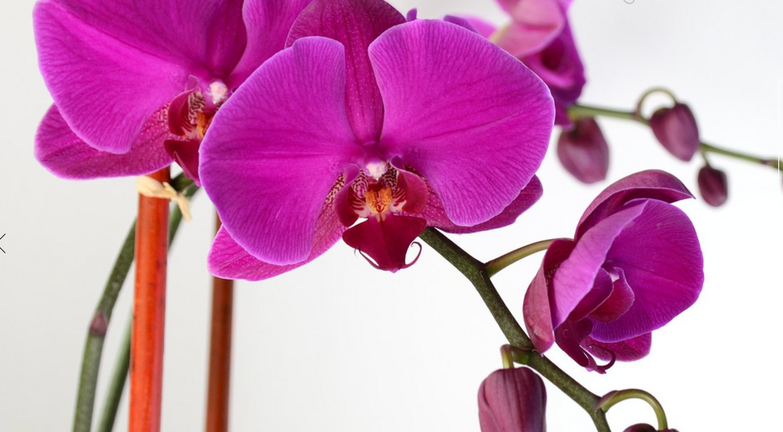 Where To Find The Best Orchids in NYC