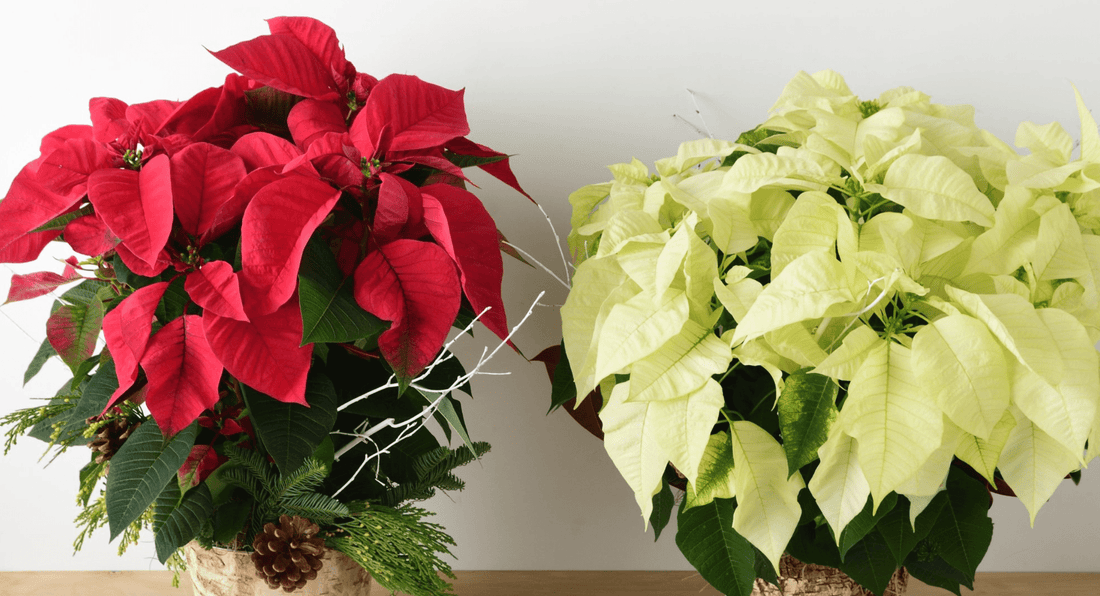 5 Tips on How To Keep Those Poinsettias Alive in NYC
