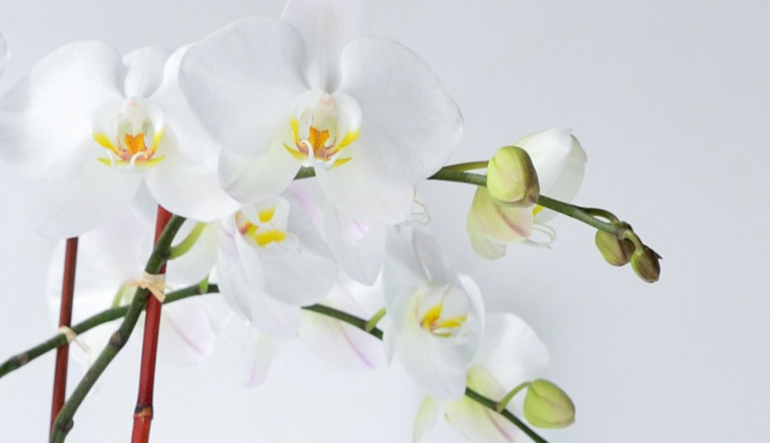 Orchids and Their Amazing Originality