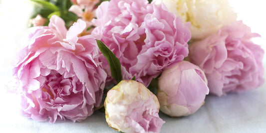 Peonies: The Classic Beauty