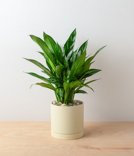 Aglaonema - Standard