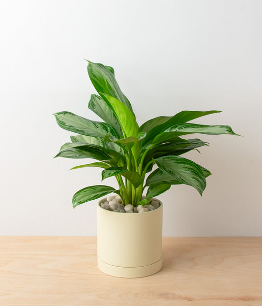 Aglaonema - Silver Bay
