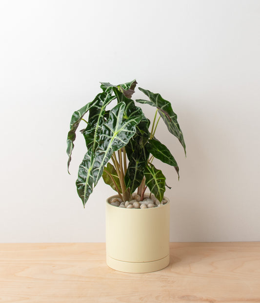 Alocasia