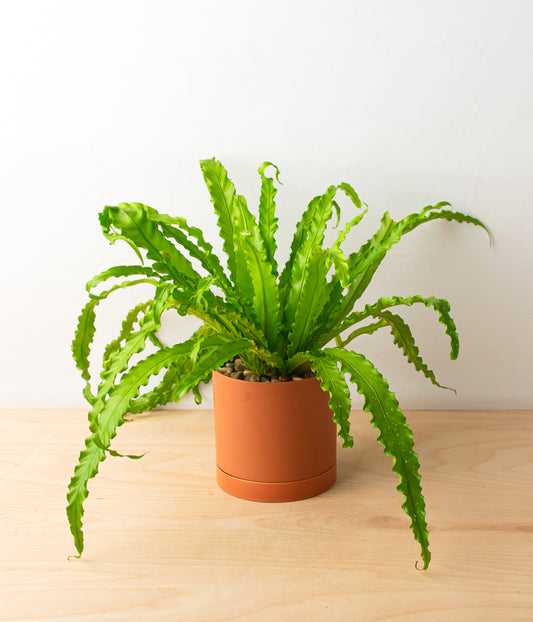 Bird's Nest Fern