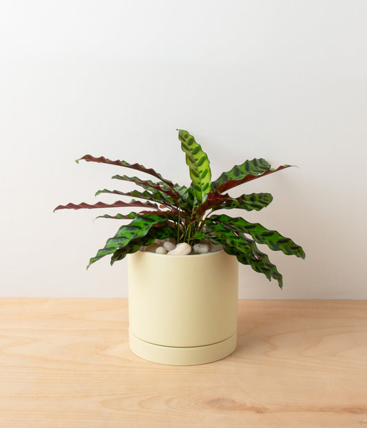 Calathea - Rattlesnake