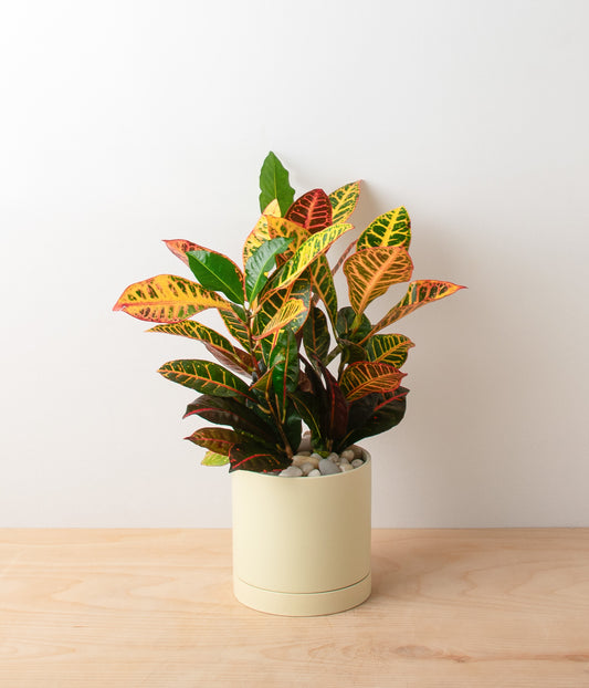 Croton