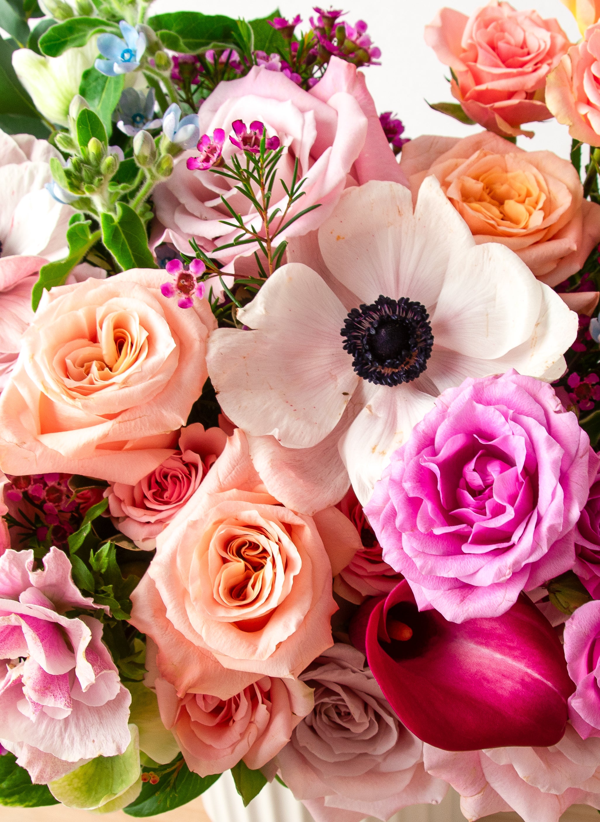 Free Images nature, blossom, flower, bloom, tulip, spring, fresh Free Images nature, blossom, flower, bloom, tulip, spring, fresh