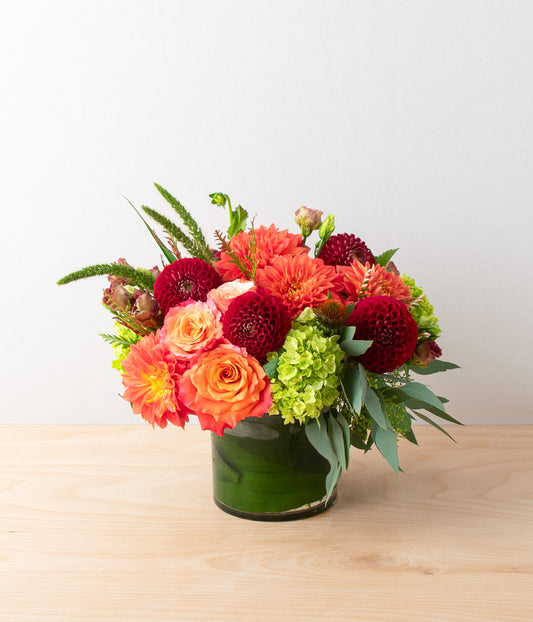 Dahlia Sunburst