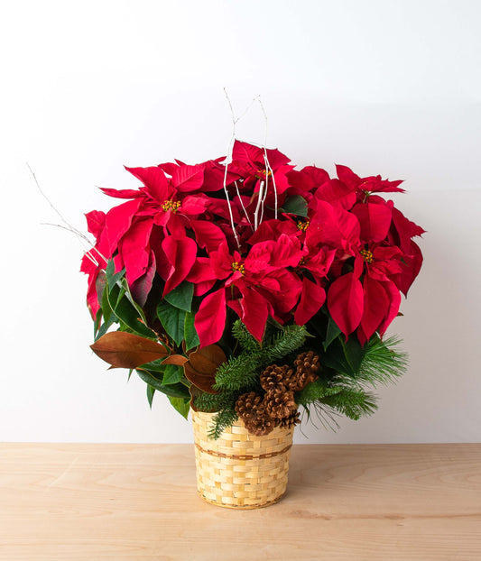 Poinsettia Plant - Red - Deluxe