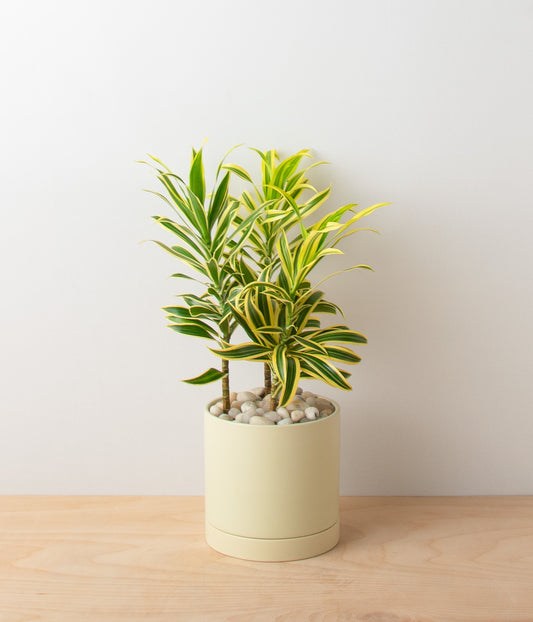 Dracaena Song of India