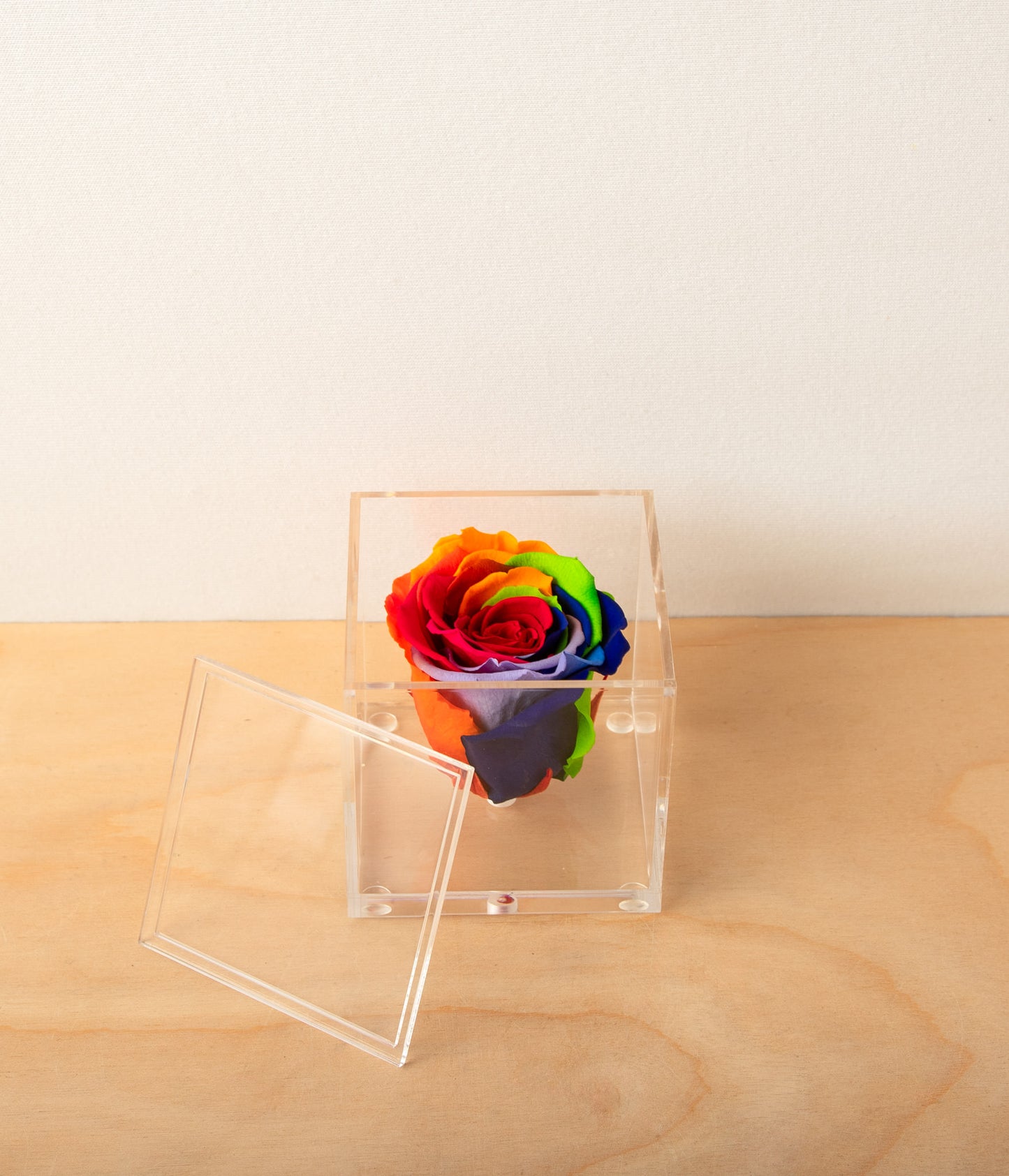 Everlasting Rose - Rainbow
