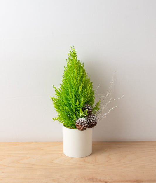 Mini Cypress Tree