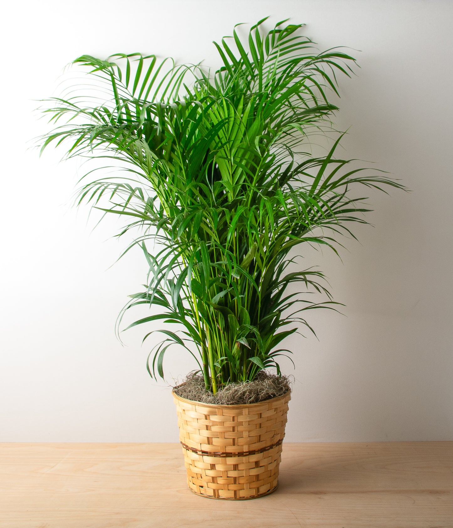 Palm Floor Plant