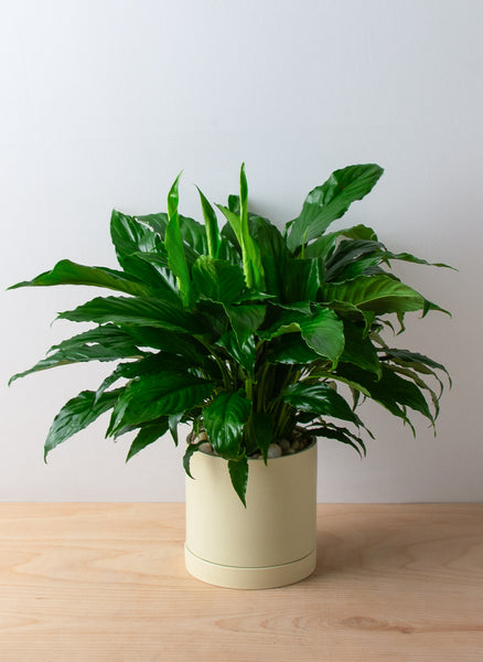 small peace lily plant Peace Lily - NYC Plant Delivery
