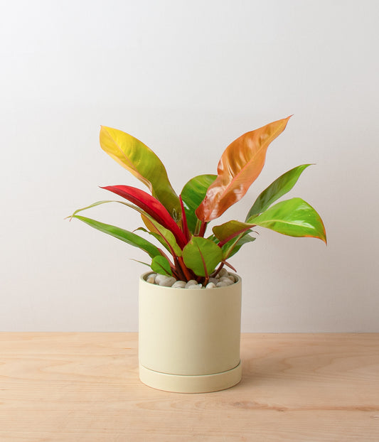 Philodendron Prince of Orange
