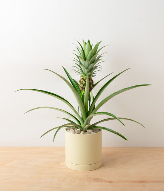Pineapple Plant