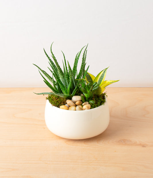 Succulent Centerpiece