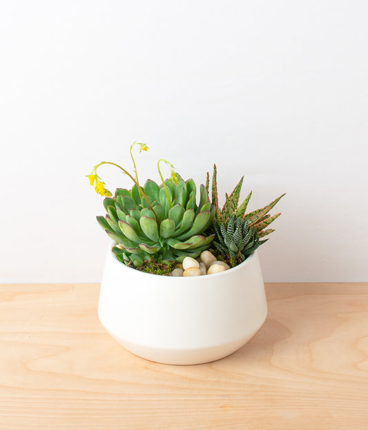 Succulent Centerpiece