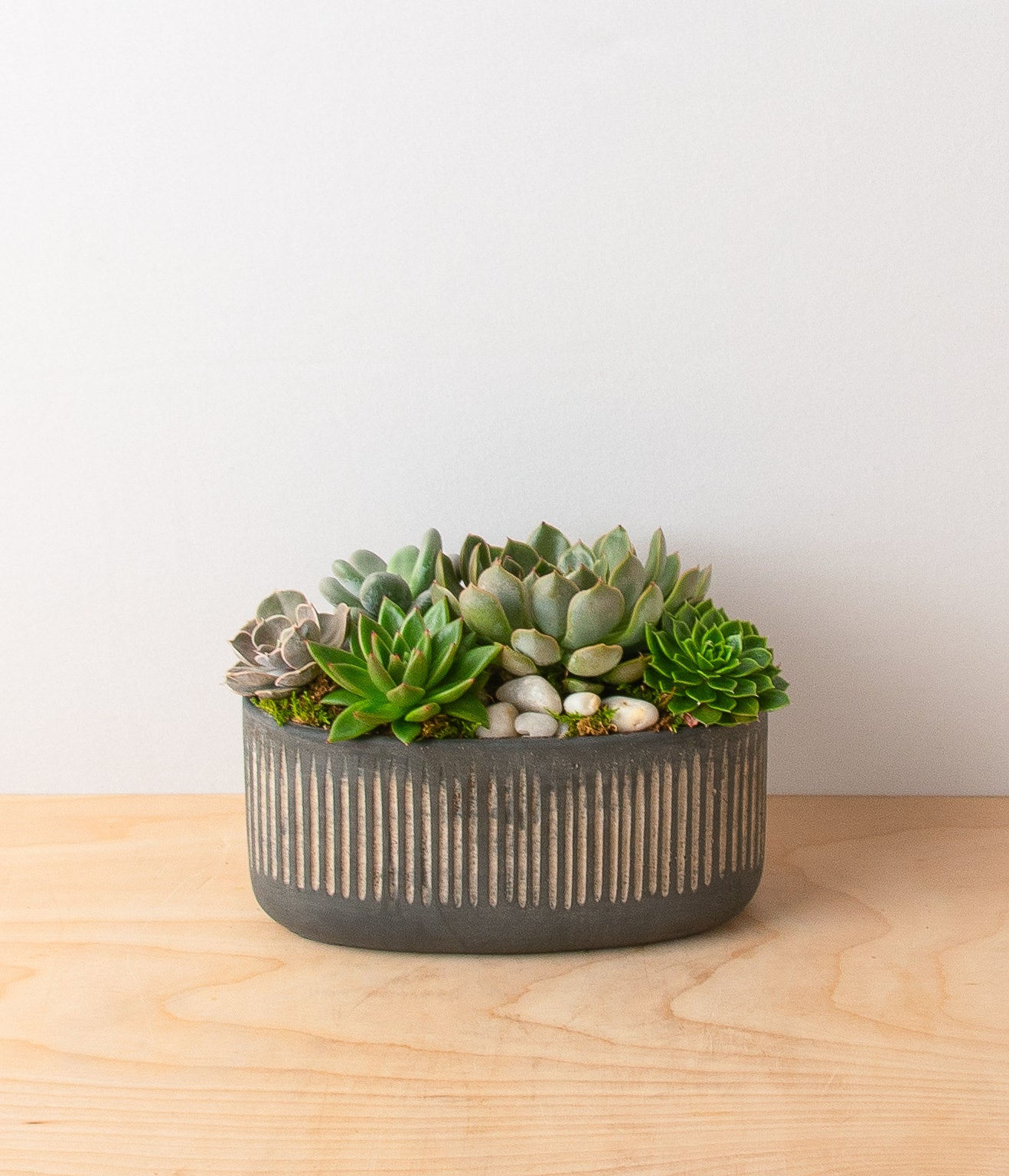 Succulent Garden - Fluted Ribbed Oval