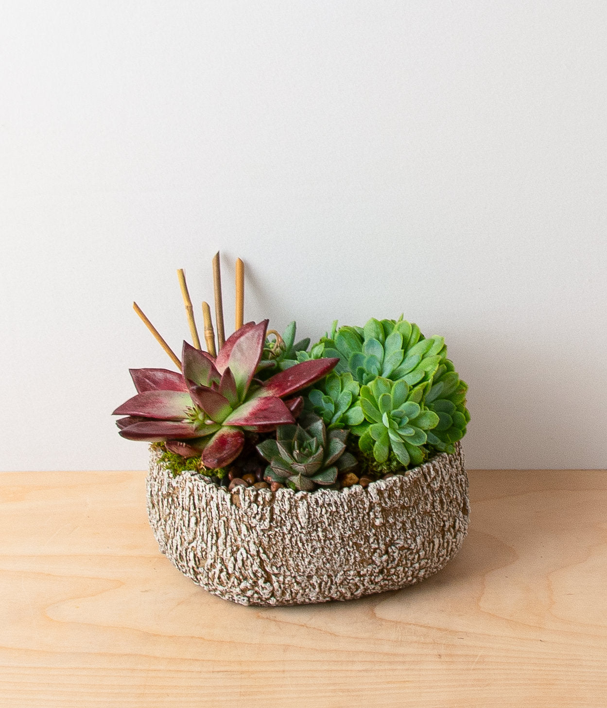 Succulent Garden - Igneous Dish Bowl