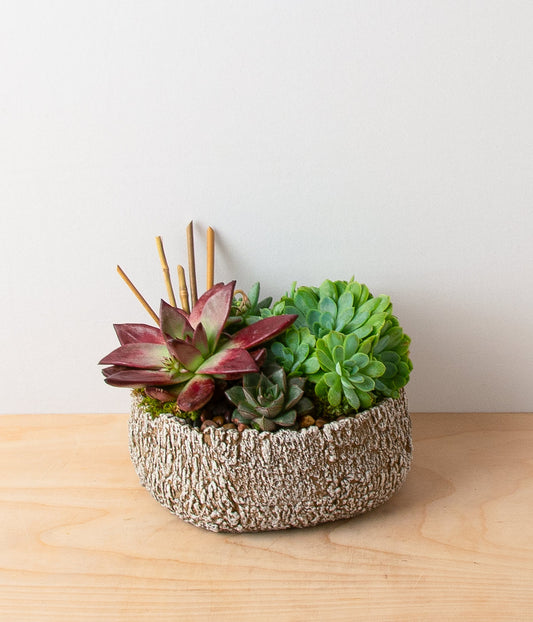 Succulent Garden - Igneous Dish Bowl