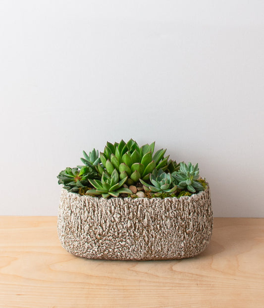 Succulent Garden - Igneous Oval - Large