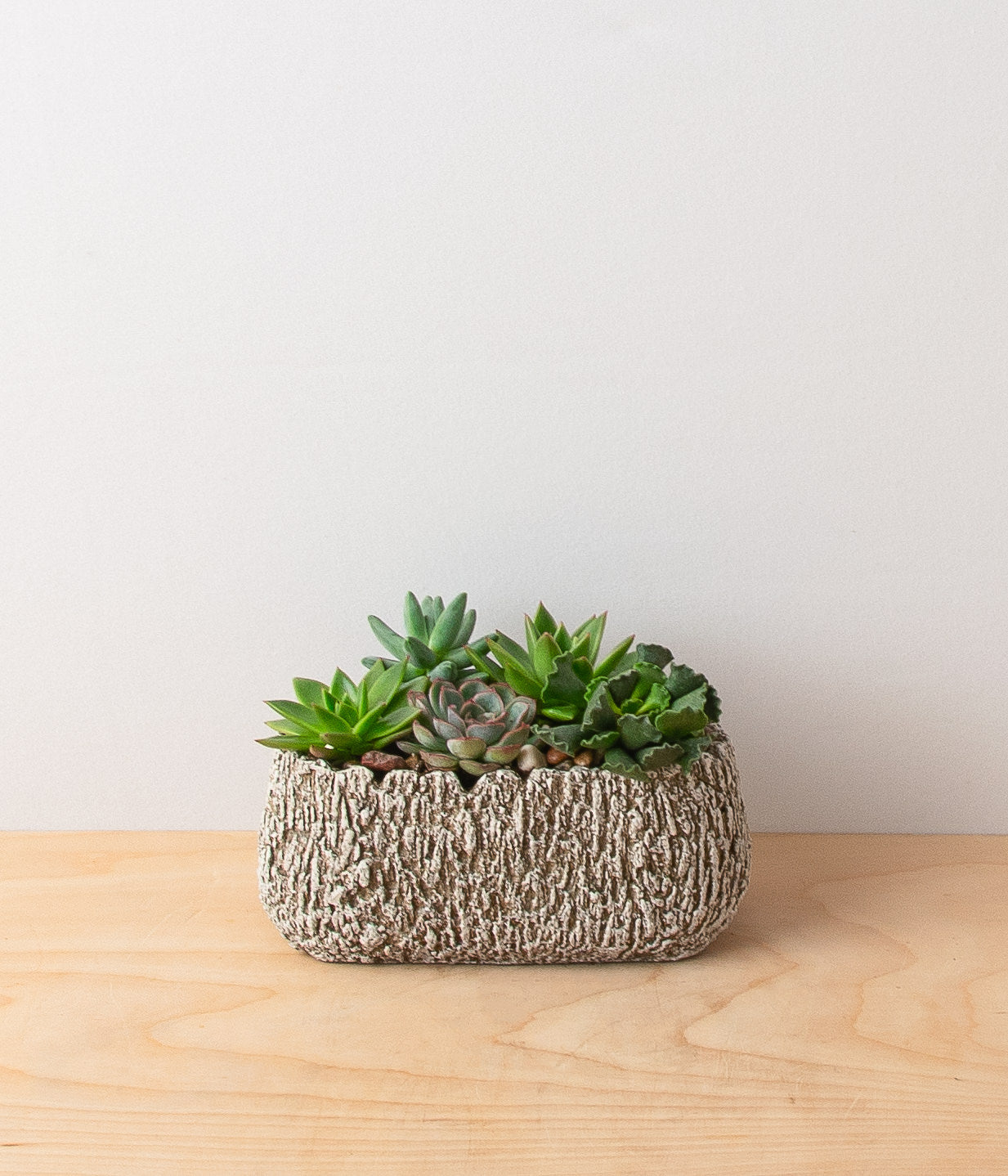 Succulent Garden - Igneous Oval - Small